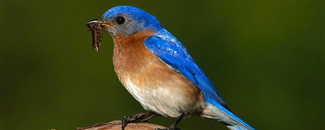知更鸟在中国叫什么名称(知更鸟为什么叫这个名字)