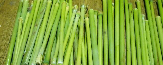 关于细甘蔗的介绍(甘蔗的详细介绍)