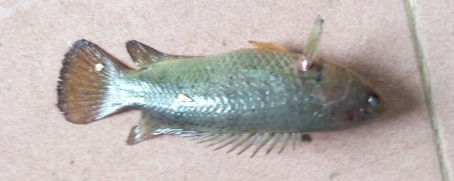 海南叫打铁鱼什么鱼(打铁鱼是海鱼吗)