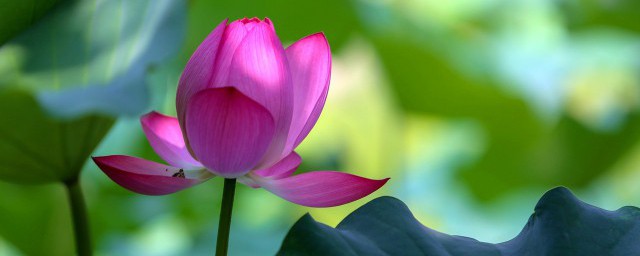 清水出芙蓉天然去雕出处介绍(清水出芙蓉天然去雕饰图片)