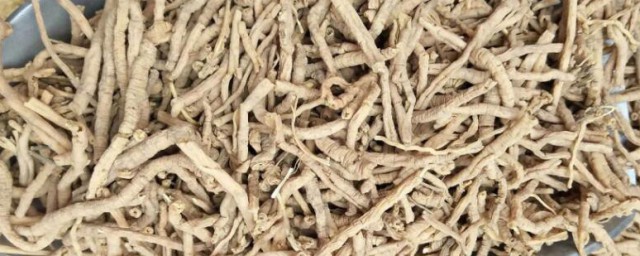 根有何作用(根有哪些主要作用)