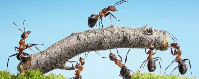 蚂蚁简笔画教程(蚂蚁简笔画视频教程)