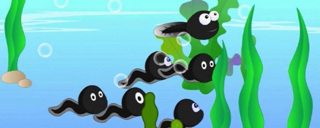 蝌蚪简笔画教程(简笔蝌蚪怎么画)