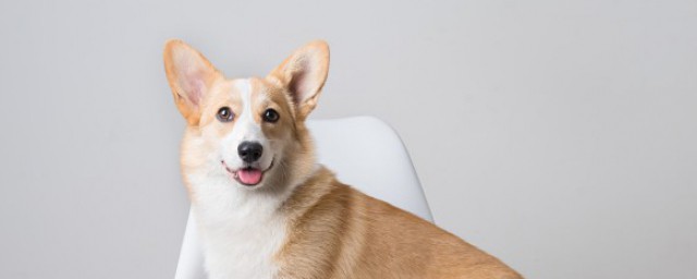 狗用英语如何说(狗用英语怎么说狗)