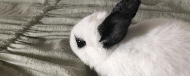 长不大的兔子品种介绍(目前长最大的兔子是什么品种)