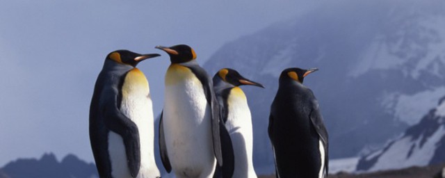 企鹅动物介绍(企鹅是什么样的动物)