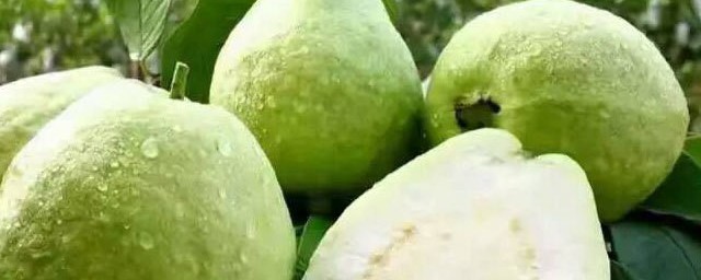 芭乐有什么功效(芭乐有什么功效作用)