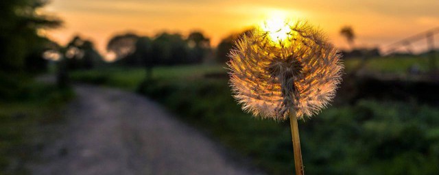 蒲公英采集和储存方法(蒲公英的贮存方法)