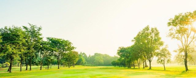 树有何作用(树有些什么作用)