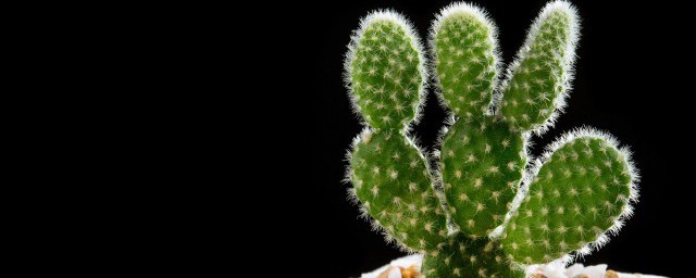 仙人掌简笔画教程(仙人掌怎么画简笔画图片)