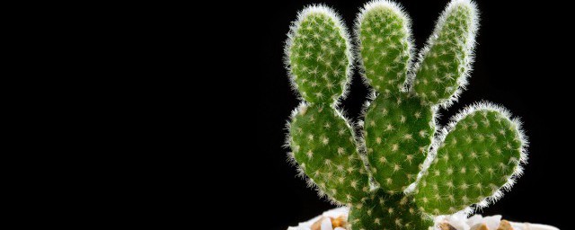 关于仙人掌的功效与作用(仙人掌什么功效与作用)