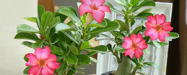 沙漠玫瑰如何修剪呢(沙漠玫瑰的修剪方法)