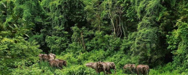 中国的原始森林有什么(请问中国的原始森林有哪些)