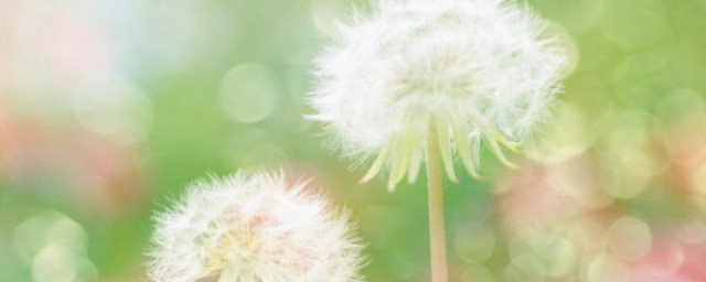 七角菜功效和作用是什么(七角菜花功效和作用)