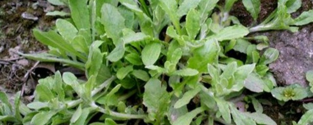 清明草如何储存时间长(清明草冰冻能放几个月)