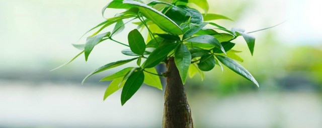 如何修剪发财树(如何修剪发财树视频教程)