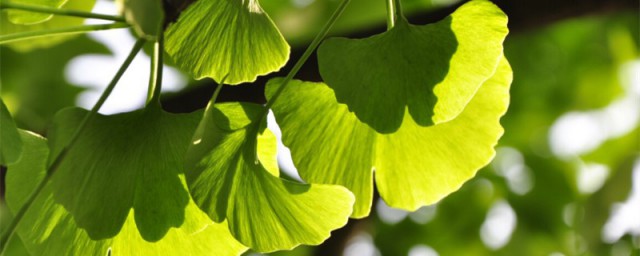 银杏树详细介绍(银杏树 百科)