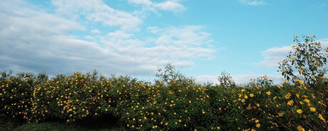 大自然的趣事介绍(你还知道大自然中的哪些趣事呢请介绍一下)