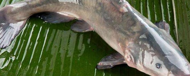 清江鱼的营养价值及功效与作用是什么(清江鱼的营养成分)