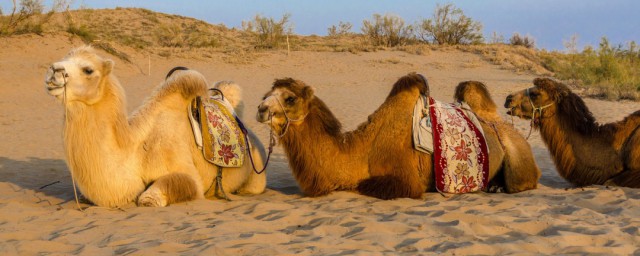 宁夏的资料(宁夏的资料简介30字)