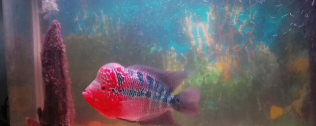 迷你鹦鹉鱼产卵后需要注意的事项(迷你小鹦鹉鱼产卵了怎么办)