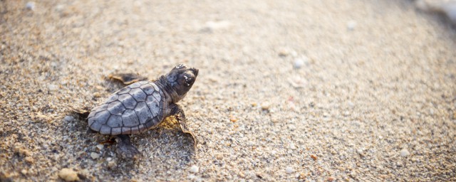 斑点龟养殖的注意事项(斑点龟怎么繁殖)