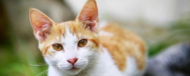 给猫咪剪指甲正确方法是什么(给猫咪剪指甲的方法)