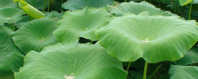 荷叶什么功效(荷叶有什么功效?)