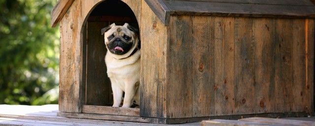 狗狗的作用(锌对狗狗的作用)