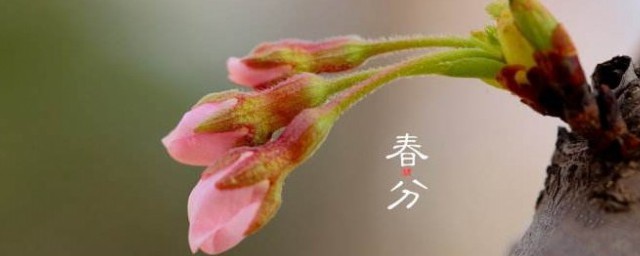 春分的农事活动(春分的农事活动都有哪些)