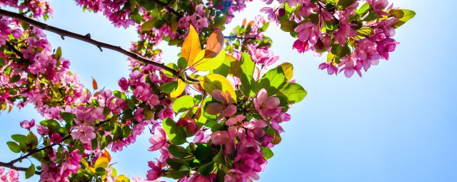 世界上的花简介(世界上的花是什么)