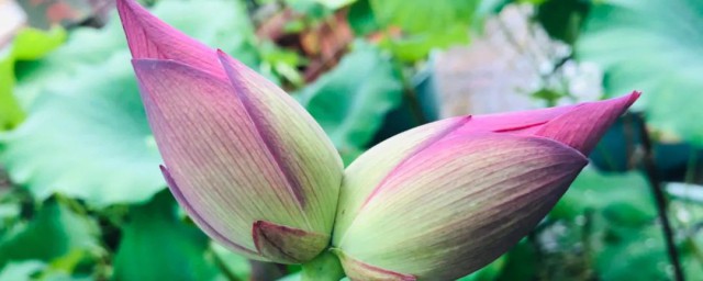 并蒂莲是荷吗(并蒂荷花什么意思)