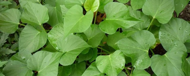 红薯叶有营养吗(红薯叶有什么营养有什么作用)