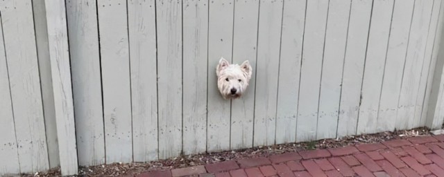 冒出的解释(冒出是什么词)