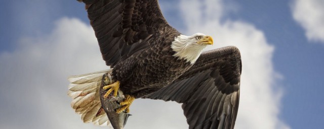 老鹰介绍(老鹰介绍及图片)