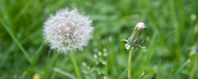 喝浦公英对人好处介绍(喝蒲公英茶有什么好处和坏处)