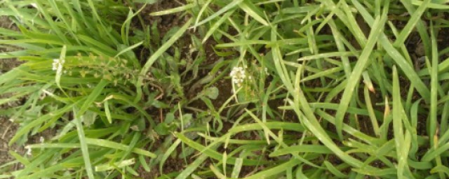 青草的储存技巧(青储草怎么保存)