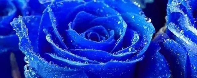 什么是蓝色妖姬(什么是蓝色妖姬玫瑰)