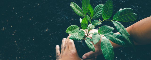 树有什么作用(乌桕树有什么作用)