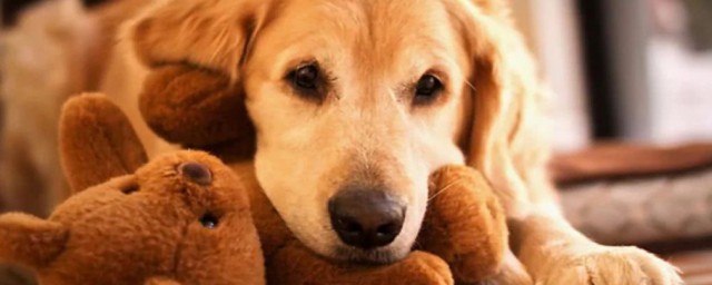 狗会吐的原因(狗容易吐是什么原因)