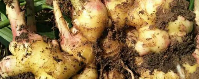 乌姜功效与作用有哪些(乌姜的功效与作用图片 食用方法乌姜)