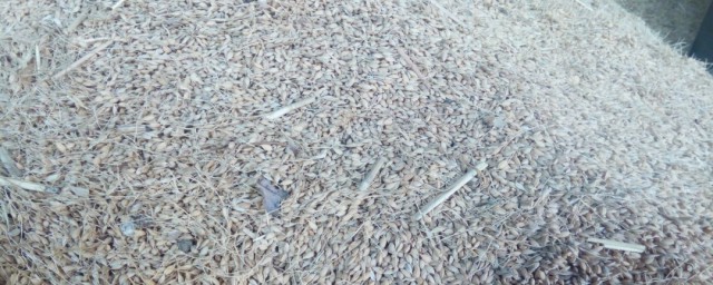 糠米简介(米糠是米吗)