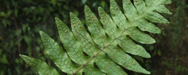 将军柱仙人掌的繁殖方法是什么(将军柱仙人掌图片欣赏)