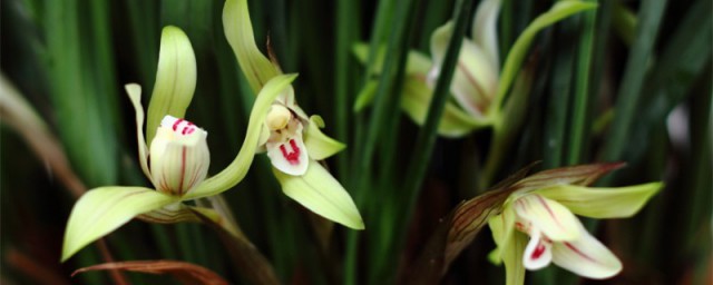 养殖兰花的注意事项(家庭养殖兰花注意事项)