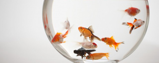 鱼如何读(鱼是的鱼怎么读)