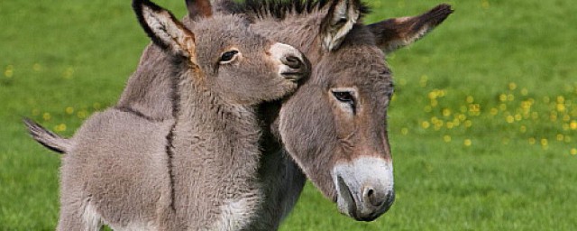 马和驴杂交生的如何称呼(马和驴杂交种)