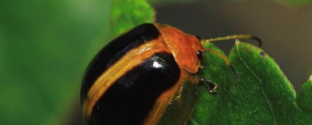 野生桑黄功效与作用是什么