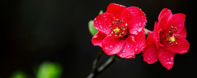海棠花详细介绍(海棠花 百度百科)