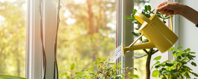 光合作用的概念是什么呢(光合作用的定义是什么其意义是什么)