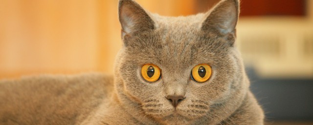 猫用英语如何说(猫,用英语怎么说)